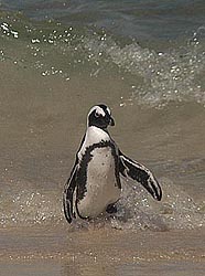 Jackass Penguin - by Jen Winter