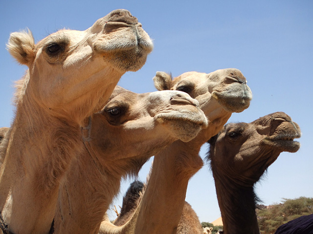 Camel4