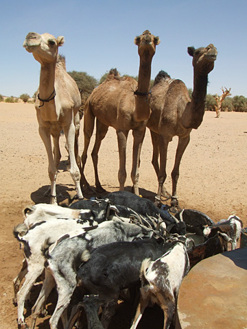 Camelsgoats