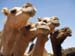 Camel4