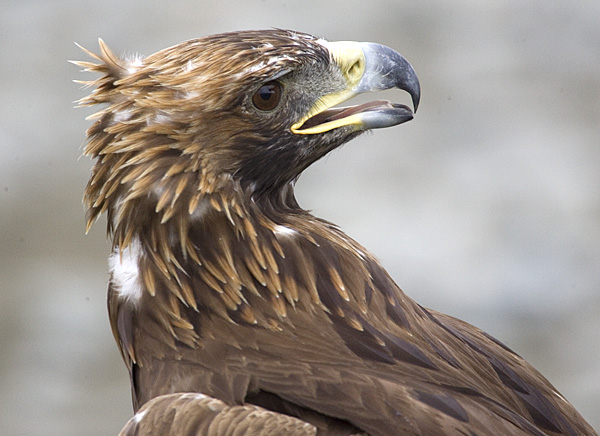 EagleTrainPortrait