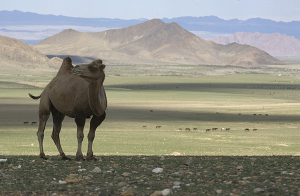 CamelScene