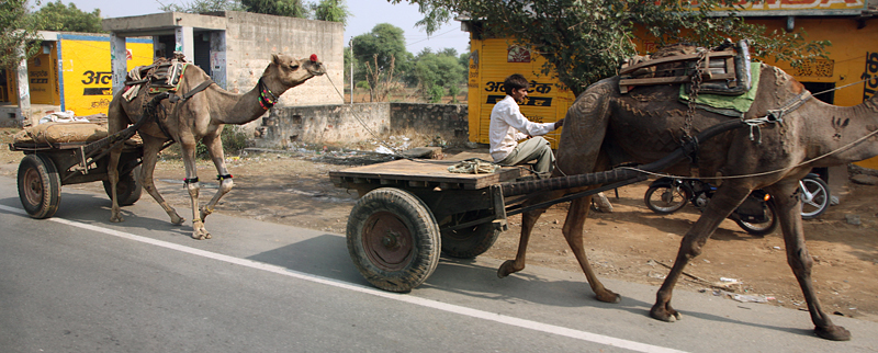 PiggybackCamelTrucking
