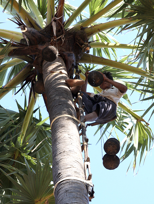 HarvestingPalmJuice