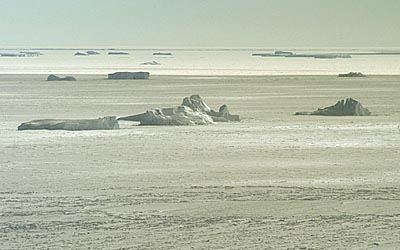 Berg49w