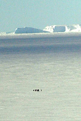 DistantPenguins