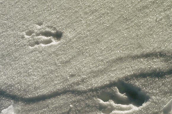 PenguinFeet