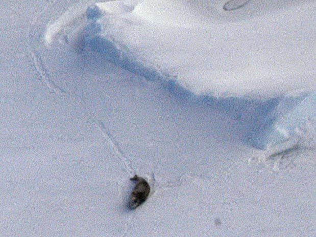 Seal1w