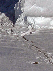 Elephant Seal at Iceberg