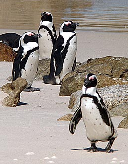 Beachcombers