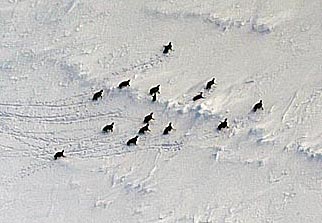 King Penguins - by Jen Winter