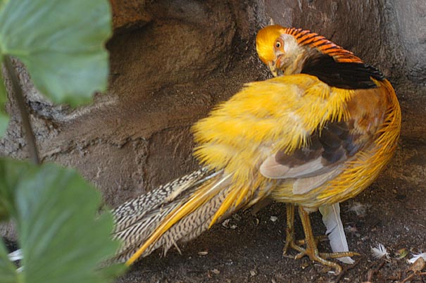 Bird6