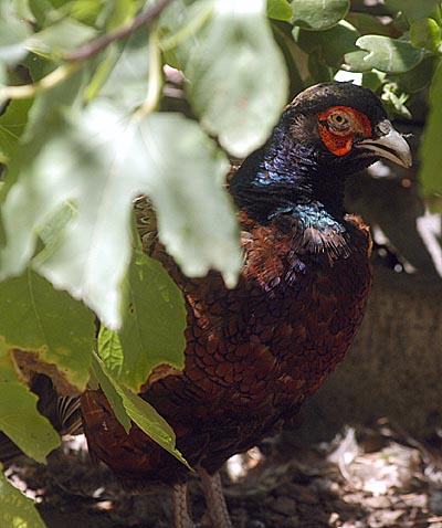 Bird9