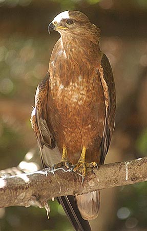 Birde13