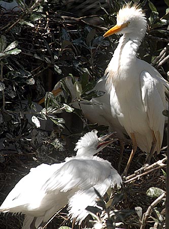 Birds26