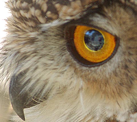OwlPortrait