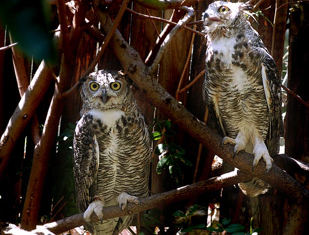 SillyOwls