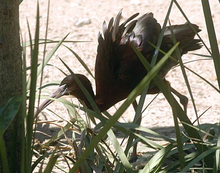 bird2