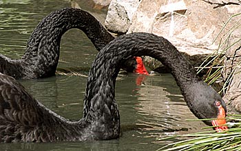 blackswans2
