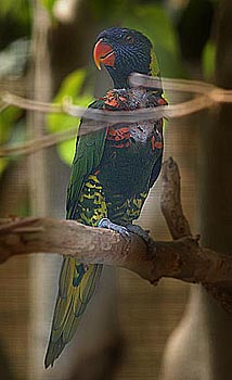 rainbowparrot