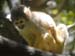 Squirrel1