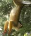 Squirrel2