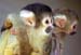 Squirrel7