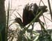 bird2