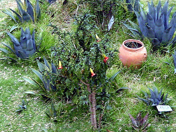 DSC00117