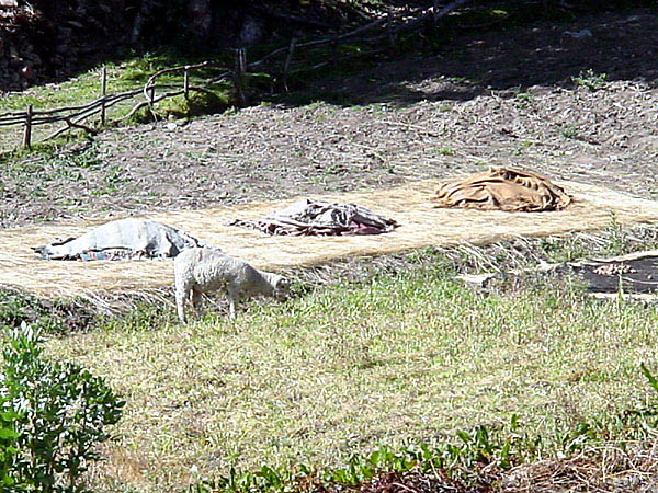 DSC00050
